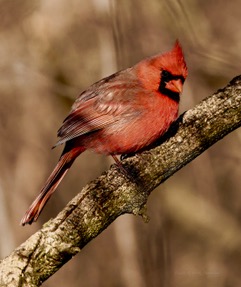 A male northern cardinal perched on a bare branch