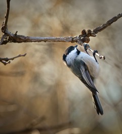 A black capped chickadee hanging from a twig with a seed in its bill