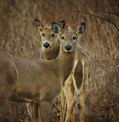 Two young deer standing with their heads close together