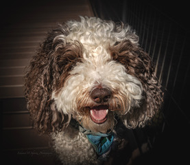 A curly-haired dog wearing a bow tie
