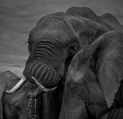 A close black and white portrait of an elephant