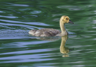 A single gosling swimming with its reflection on still green water