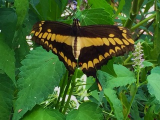A black and yellow giant swallowtail butterfly among green leaves