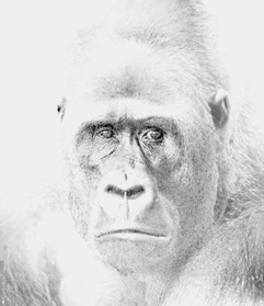 A high key portrait of a gorilla looking directly into the camera