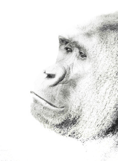A profile portrait of a gorilla in high key white