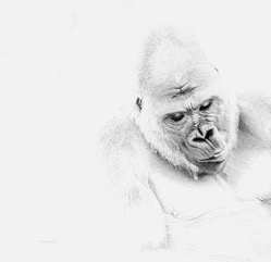 A gorilla looking gently downward, fading into a white background