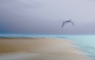 A gull over a pale shoreline, softened by intentional camera movement