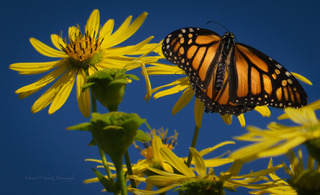 A monarch butterfly on a yellow sunflower against a blue sky