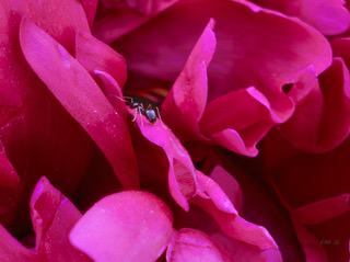A magenta peony in full bloom, close up