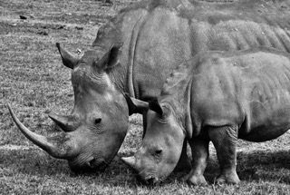 Two rhinoceroses standing together, black and white