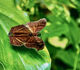 A brown skipper butterfly resting on a green leaf