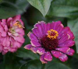 A small skipper butterfly on a magenta zinnia flower