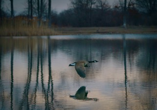 A single Canada goose flying low over water at dusk with its reflection