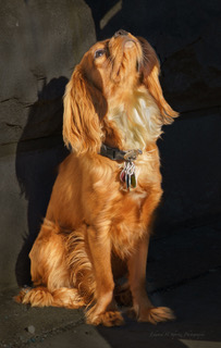 A golden cocker spaniel sitting in warm light
