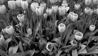 A bed of tulips in black and white