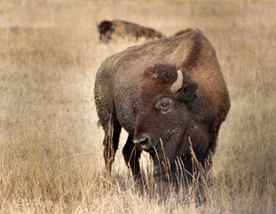 A wildebeest standing in tall golden grass
