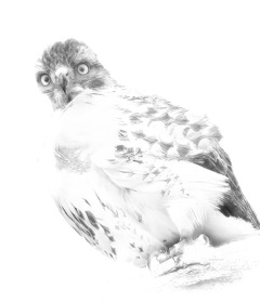 A juvenile hawk in high key white looking at the camera
