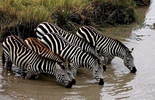 A group of zebras drinking at a waterhole